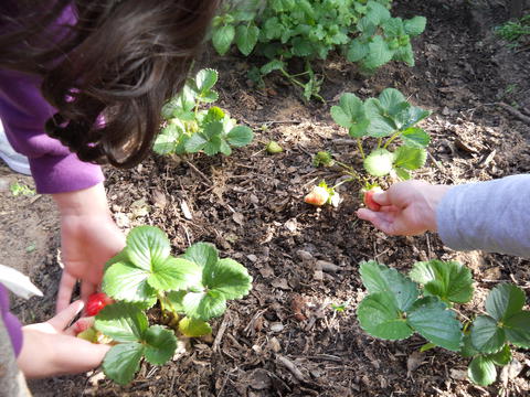 Os nossos morangos a ficarem bem vermelhinhos e a erva Cidreira a crescer cada vez mais!